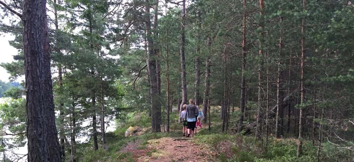 A trail winds its way through the forest with some hikers leading the way and a shining lake is visible between the trees. Go hiking with someone on their favourite walk with Meet the Locals