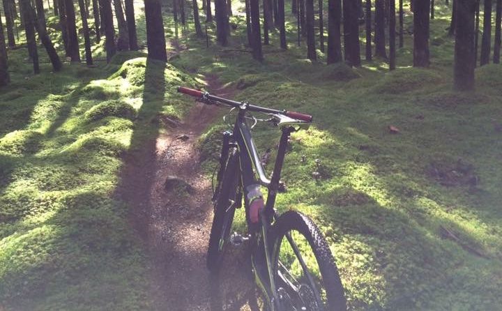 MTB cykel i skogen