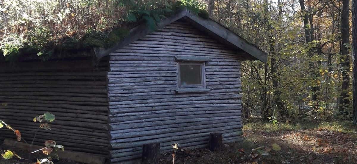 A traditional log cabin made with small logs and with a living roof