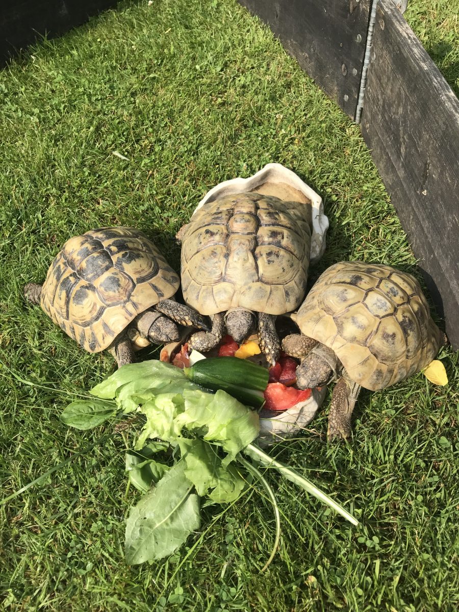 Three tortoise eating salad and fruit on the grass. You can meet these Locals with Meet the Locals