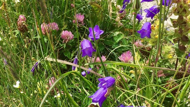 Some beautiful deep blue bell shaped flowers and pink clover are sparks of colour in a sunlit thicket of grass. Getting close to nature hiking with a host from Meet the Locals