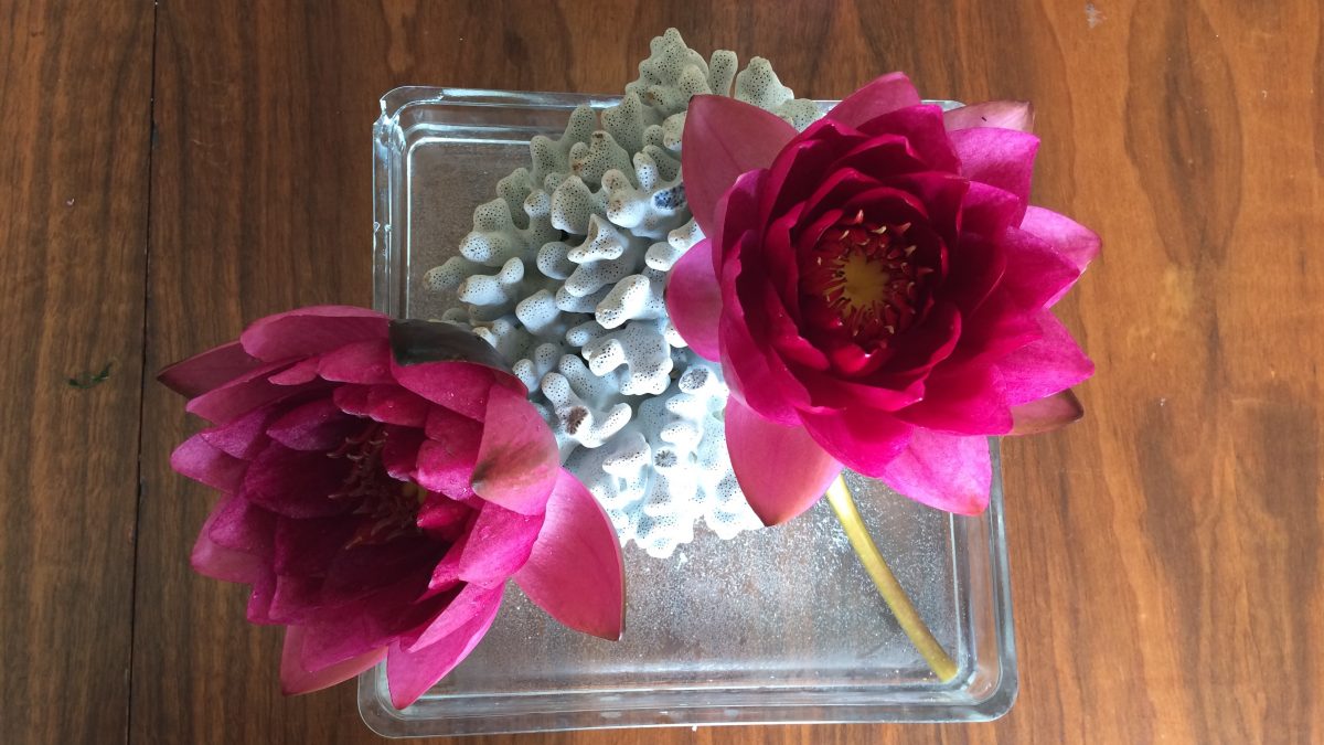 A pair of deep pink waterlily blooms in a square vase with some coral