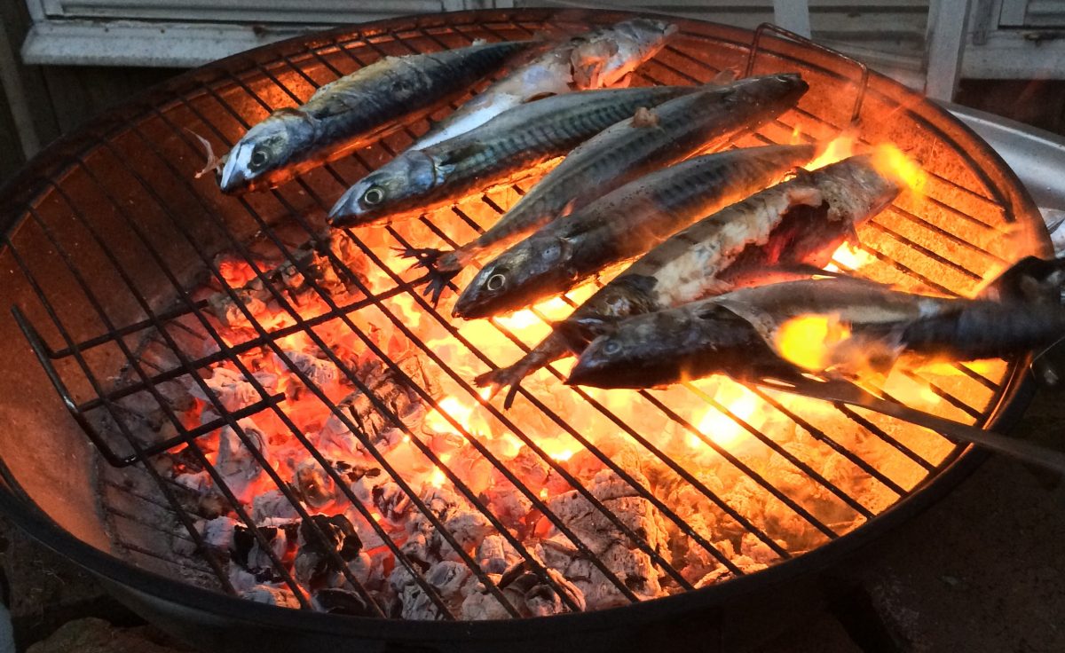 Some fresh mackerel are grilling over brightly glowing coals