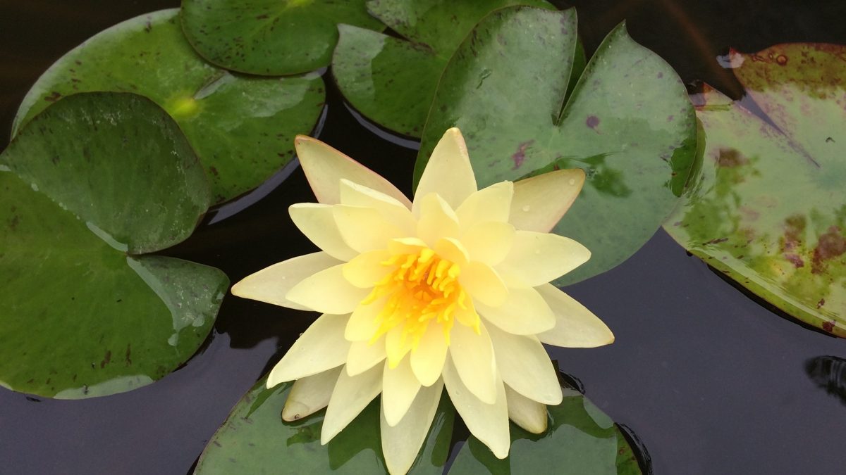 A beautiful yellow waterlily flower