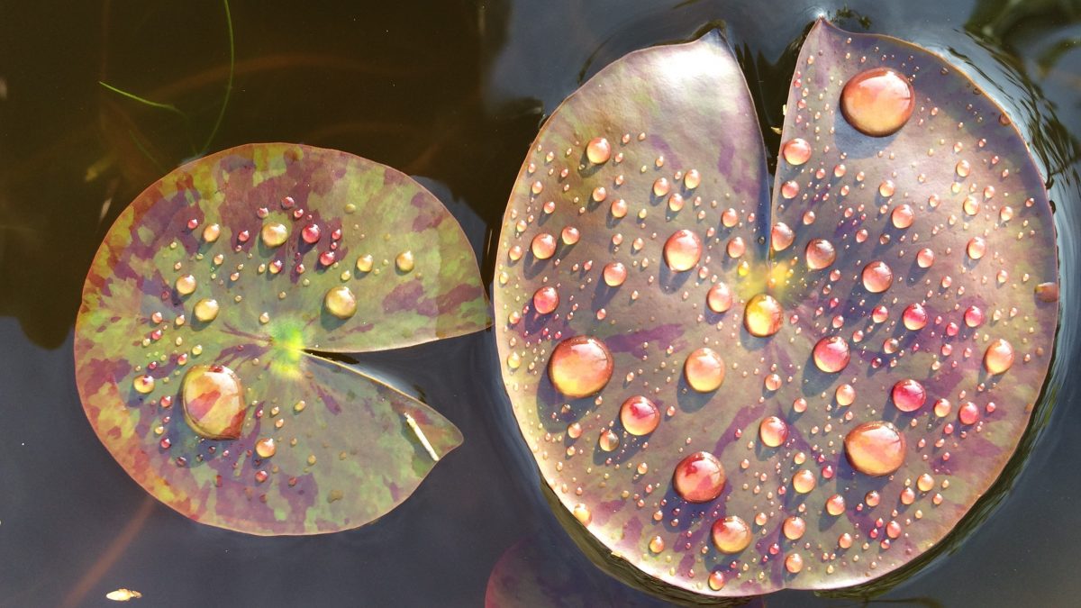 Some lily pads with droplets of water glistening in the sun in a garden on the island of Lyr