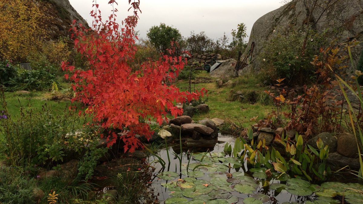 A small tree with flame red leaves leans over a small pond in the D'Arcy family garden on the island of Lyr