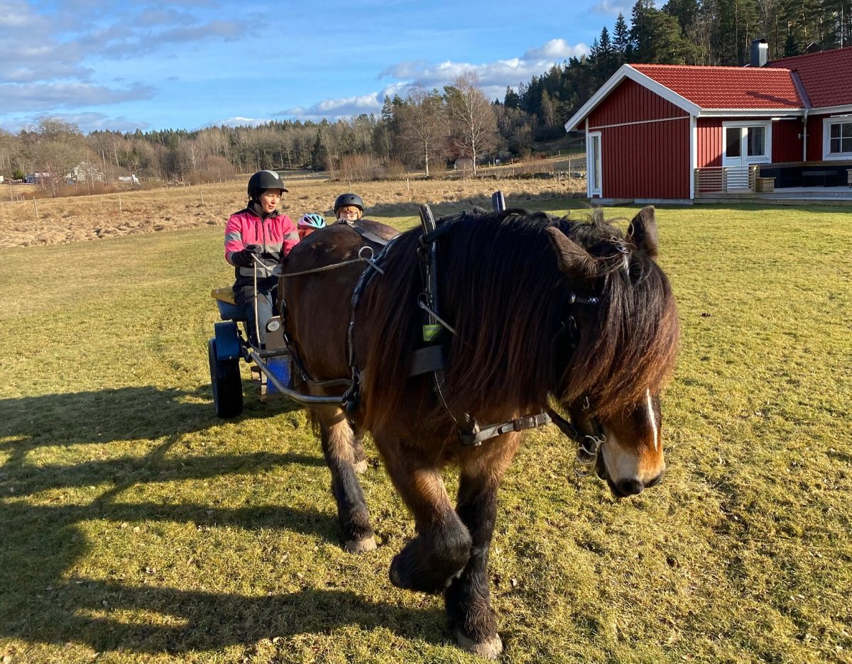 Häst och vagn i Stenkullen med Meet the Locals
